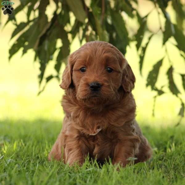 Bella, Mini Goldendoodle Puppy